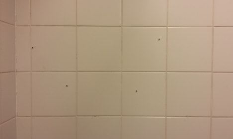 rioolvliegjes in badkamer