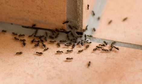Ongediertebestrijding mieren